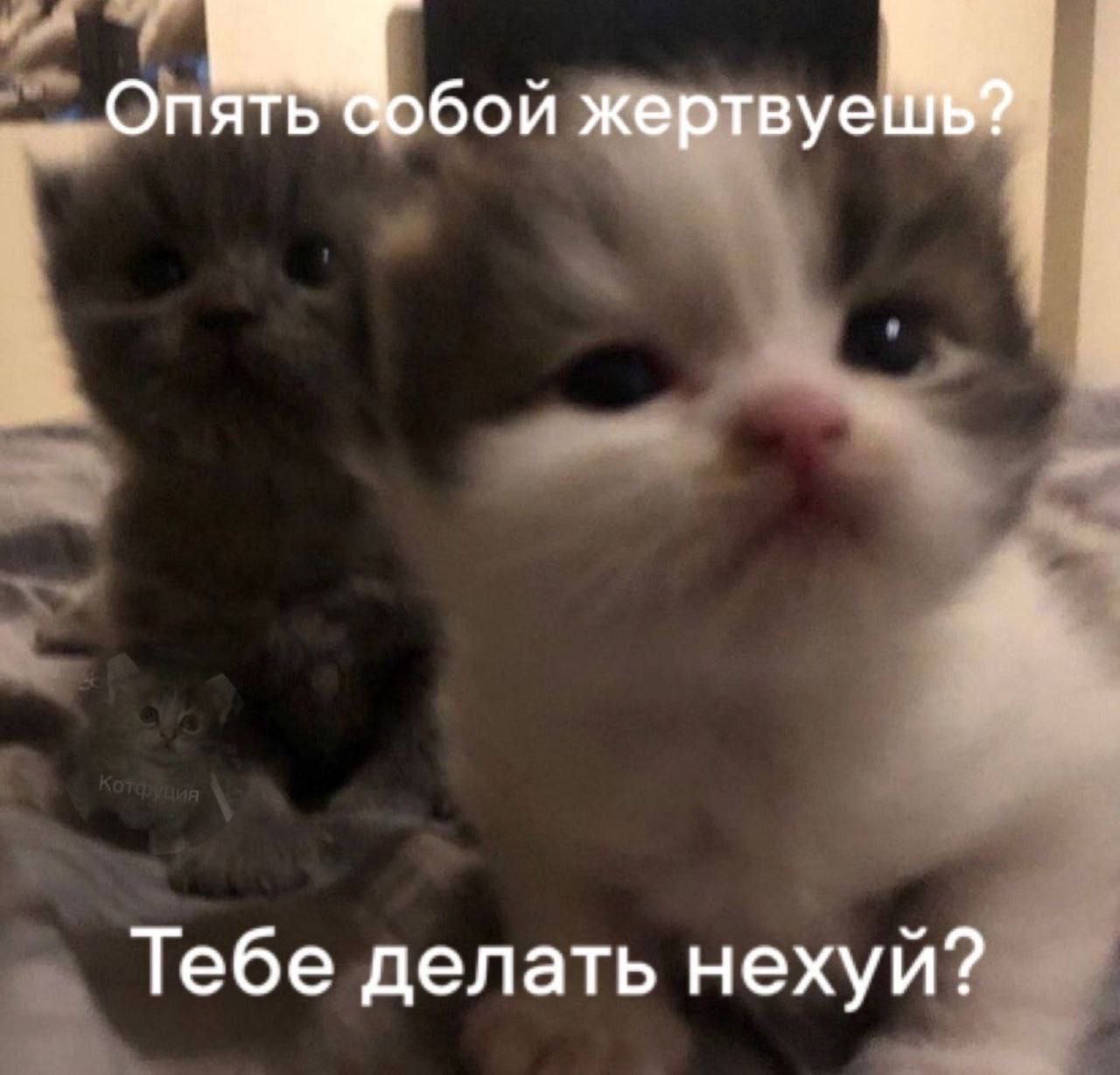 Опять собой жертвуешь? Тебе делать нехуй? Котенок с надписью «Опять собой жертвуешь? Тебе делать нехуй?»