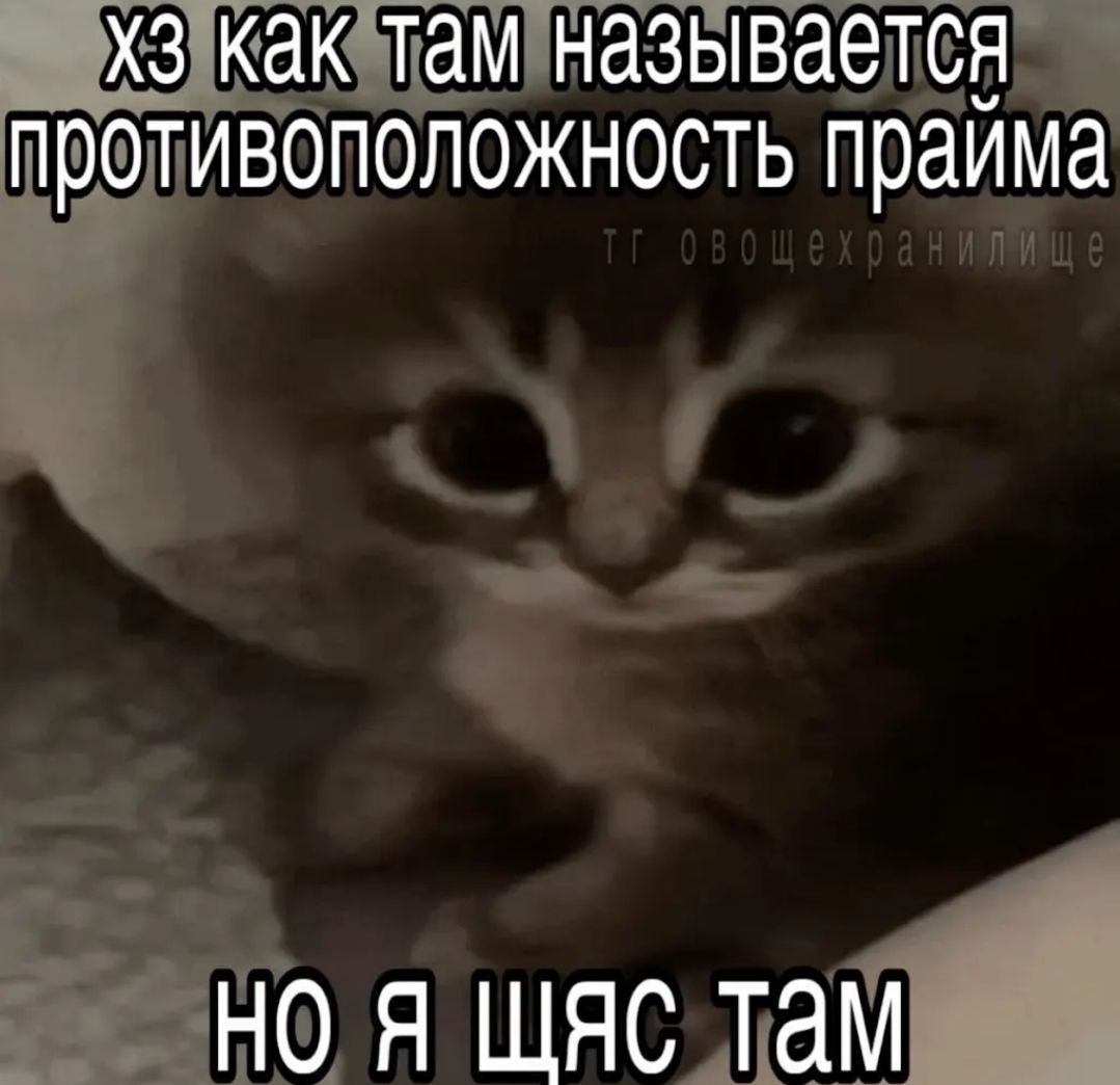 Растерянный кот с надписью: «Хз как там называется, противоположность прайма, но я щяс там»