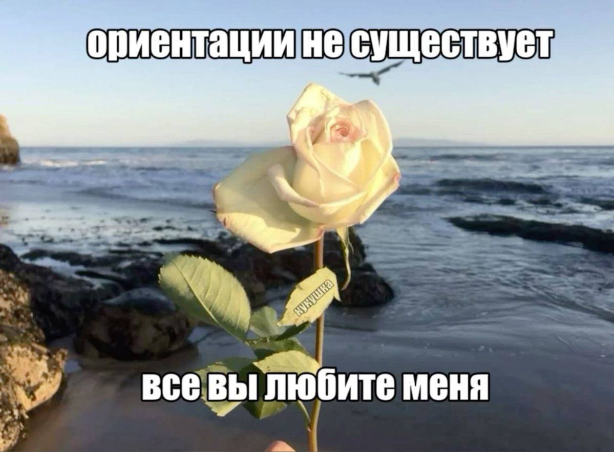 Ориентации не существует Мем с белой розой на фоне моря и надписями: ориентации не существует, все вы любите меня