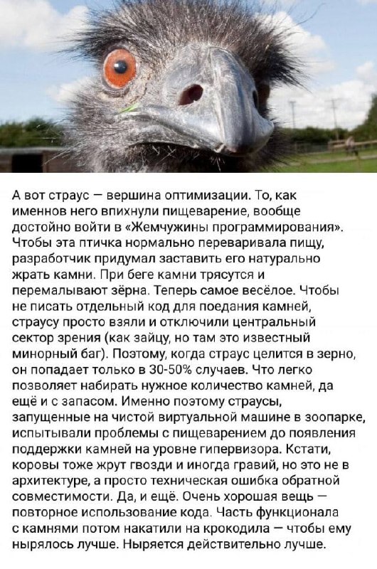 Страус вершина оптимизации Мем с крупным планом головы страуса и длинным текстом о его пищеварении и особенностях.