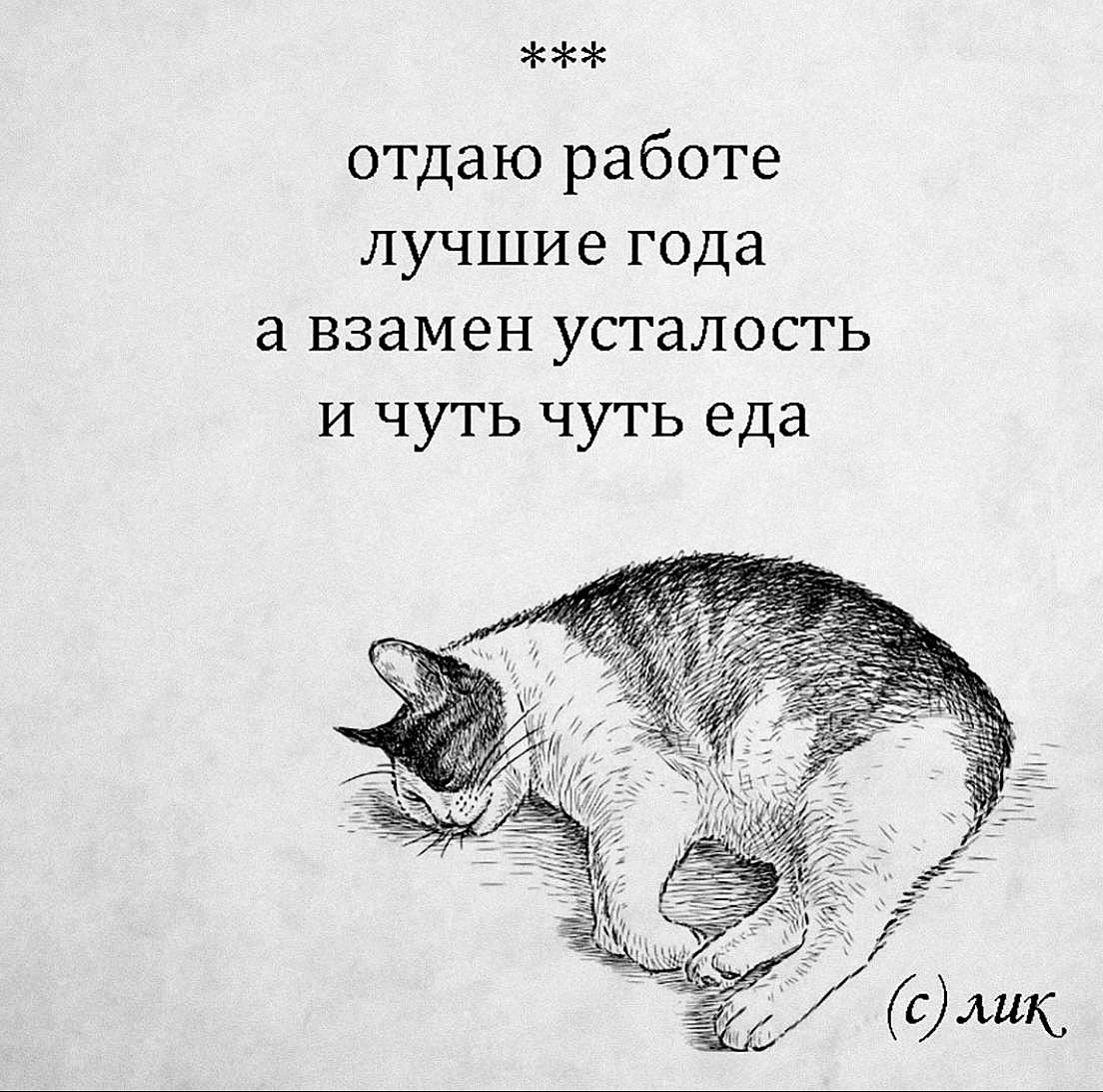 Отдаю работе лучшие года а взамен усталость и чуть чуть еда Мем с котом «Отдаю работе лучшие года а взамен усталость и чуть чуть еда»