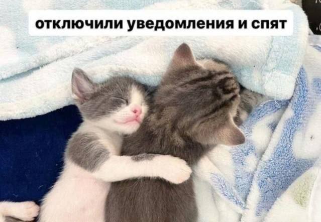 Отключили уведомления и спят Котята отключили уведомления и спят, обнявшись