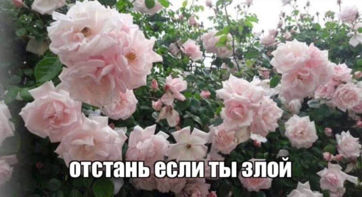 Куст нежно-розовых роз с надписью «Отстань если ты злой» — забавная реакция на негатив и плохое настроение.