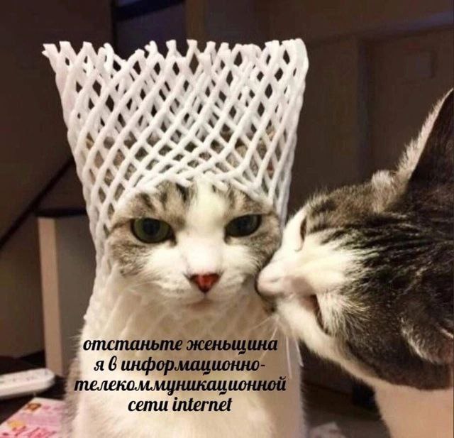 Отстаньте женщина я в информационно-телекоммуникационной сети интернет Кот в сетке на голове говорит "Отстаньте женщина я в информационно-телекоммуникационной сети интернет", а другой кот прижимается к нему