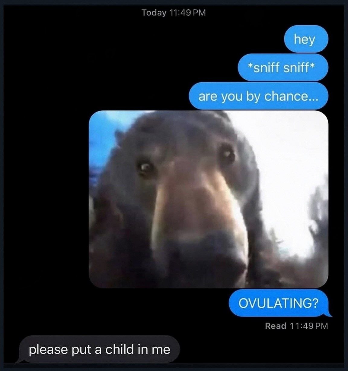 Скриншот переписки, где кто-то спрашивает «Ovulating?» и получает в ответ «please put a child in me» с крупным планом медведя в чате.