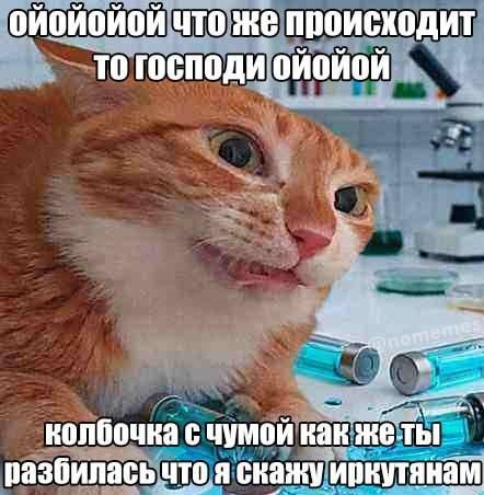 Ошарашенный рыжий кот паникует из-за разбившейся колбочки с чумой и думает, что сказать иркутянам