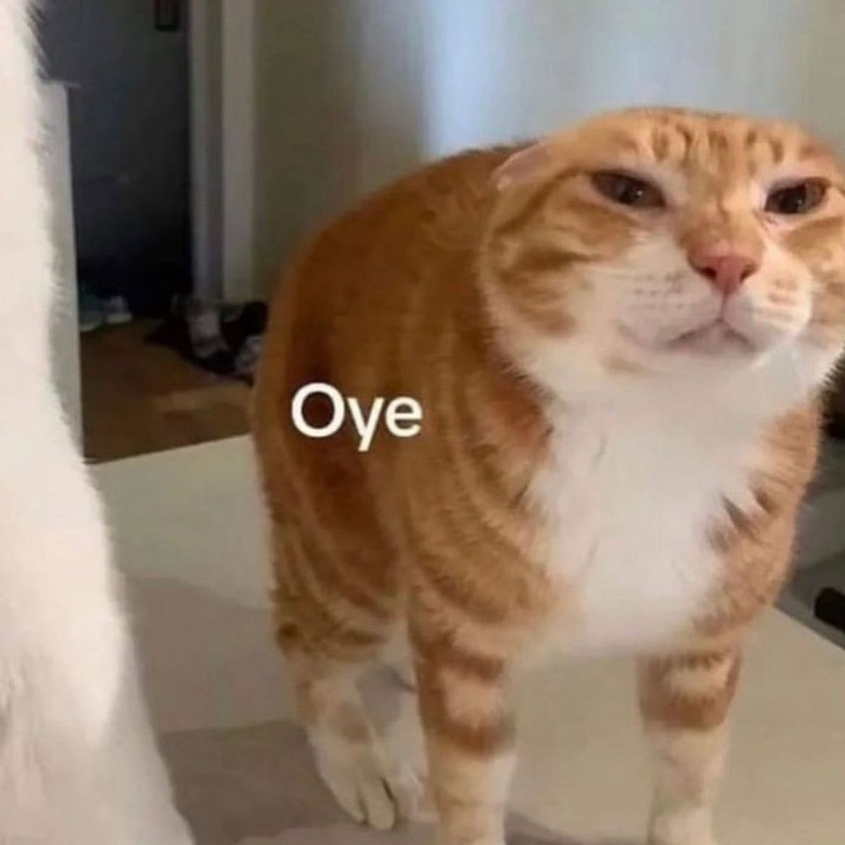 Oye кот Кот с прижатыми ушами и надписью "Oye"