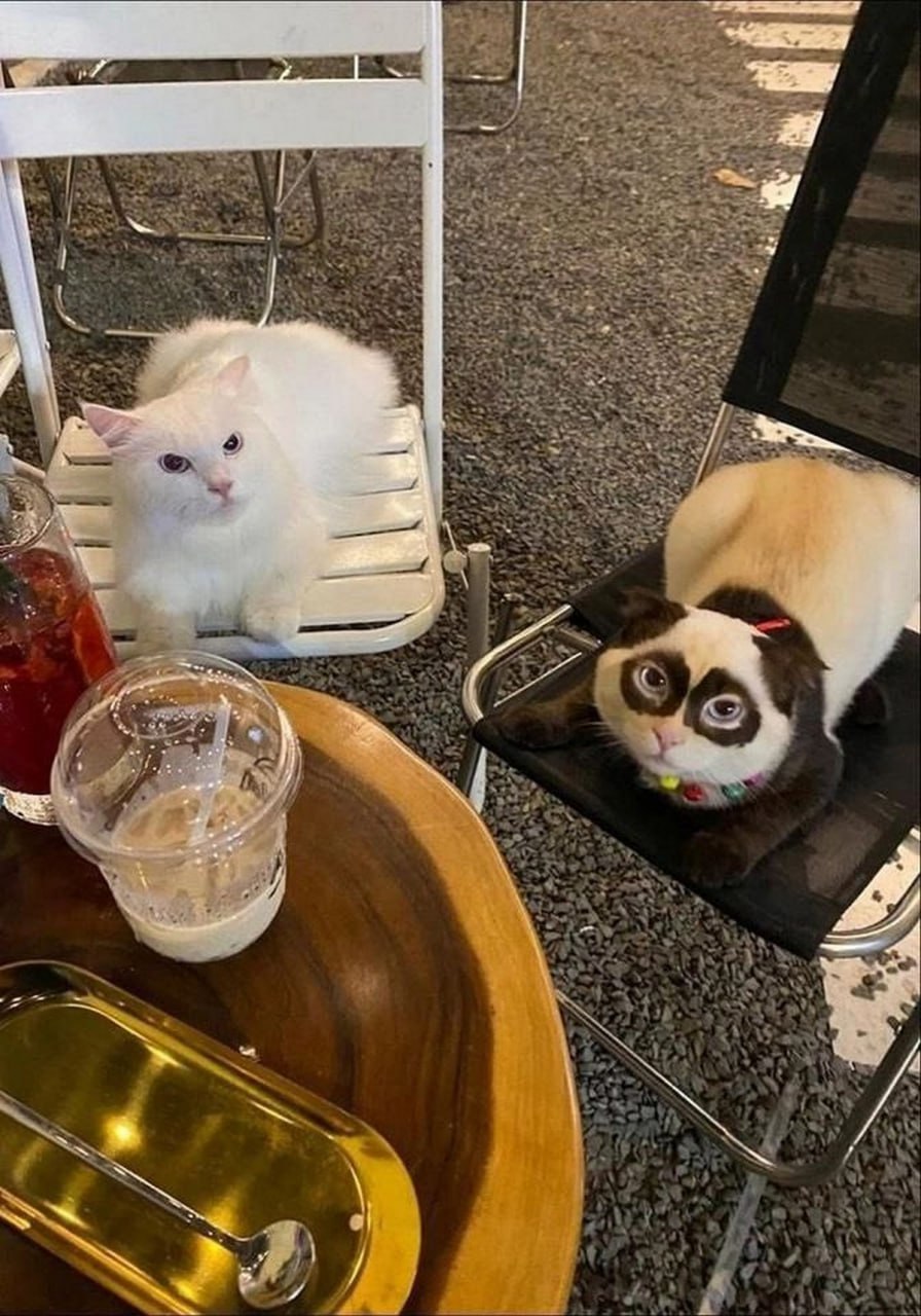 Кот панда Мем с котом, похожим на панду
