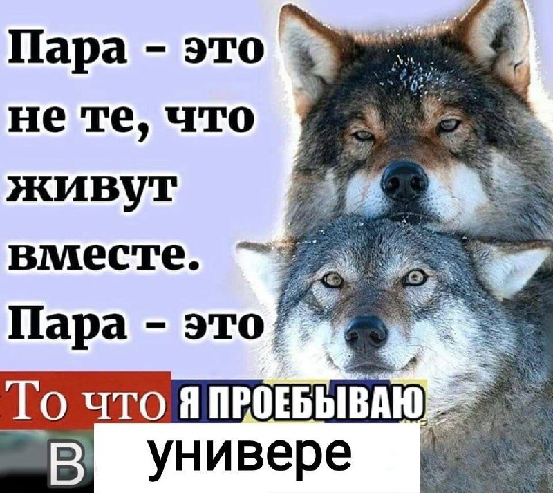 Пара это не те, что живут вместе Мем про пару волков и "пару" в университете