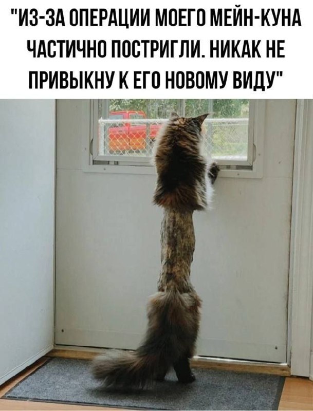 Из-за операции моего мейн-куна частично постригли Мейн-кун, частично постриженный после операции