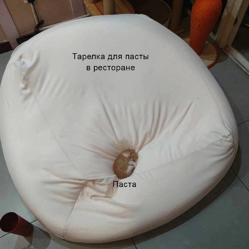 Тарелка для пасты в ресторане Тарелка для пасты в ресторане и маленький котенок-паста