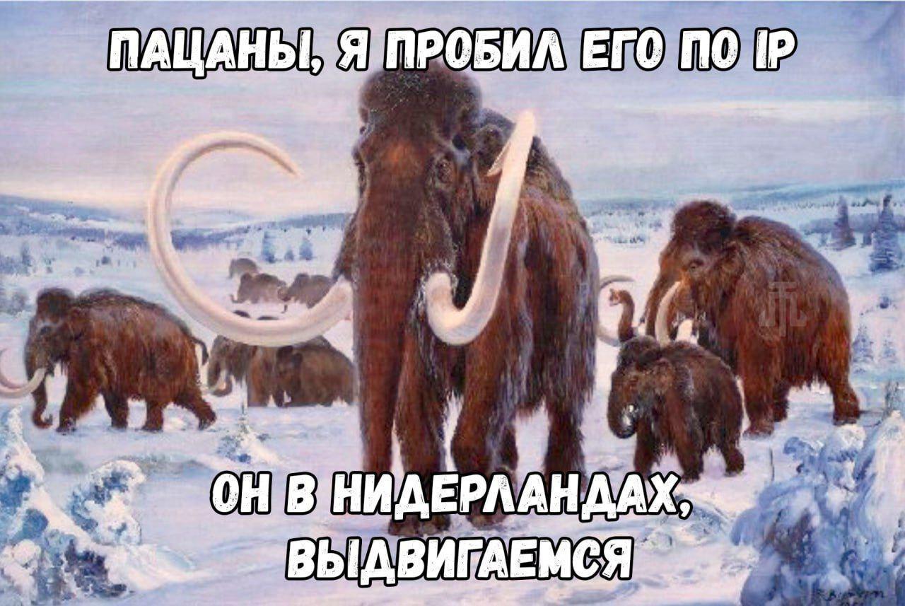 Пацаны, я пробил его по IP Картина с мамонтами и надписью: Пацаны, я пробил его по IP. Он в Нидерландах, выдвигаемся