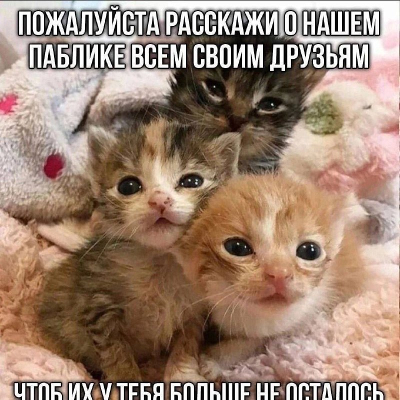 Трое котят с шуточной надписью: «Пожалуйста расскажи о нашем паблике всем своим друзьям, чтоб их у тебя больше не осталось»