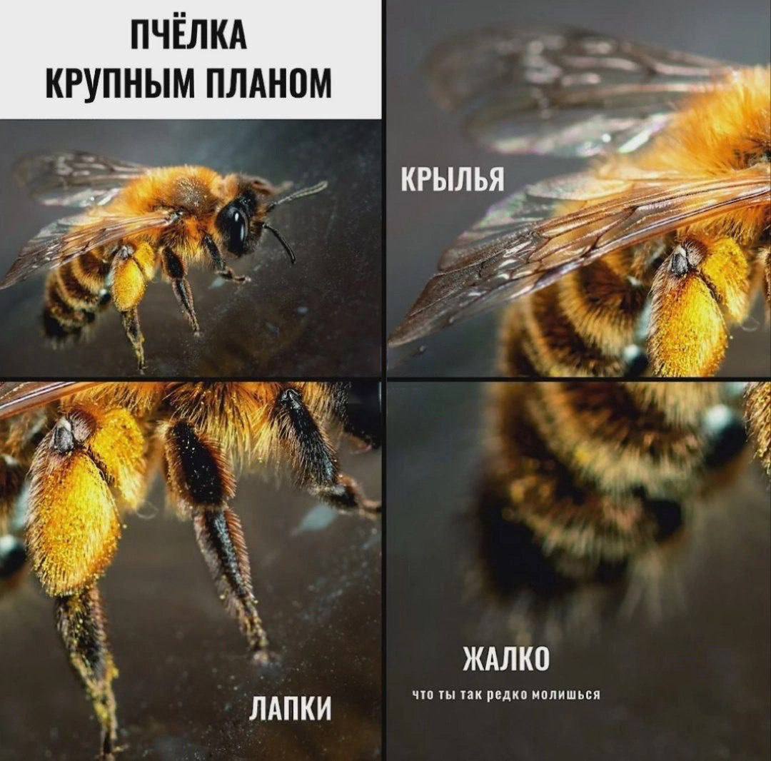 Пчелка крупным планом Мем с пчелой крупным планом и надписью «Жалко, что ты так редко молишься»