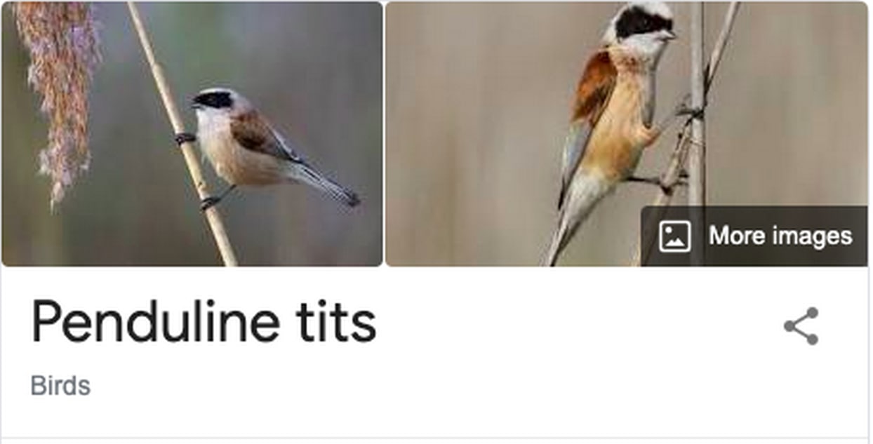 Penduline tits Скриншот поисковой выдачи Google по запросу "Penduline tits", где заголовок совпадает с названием вида птиц и вызывает двоякие ассоциации.