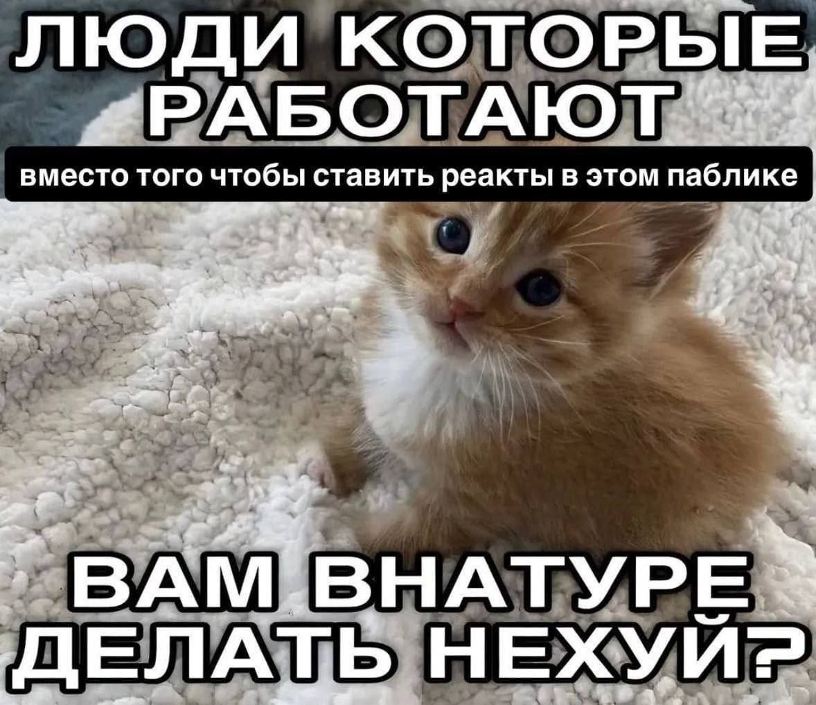 Рыжий котёнок с укоризненным взглядом и шутливой надписью о людях, которые работают вместо того, чтобы ставить реакции в паблике.