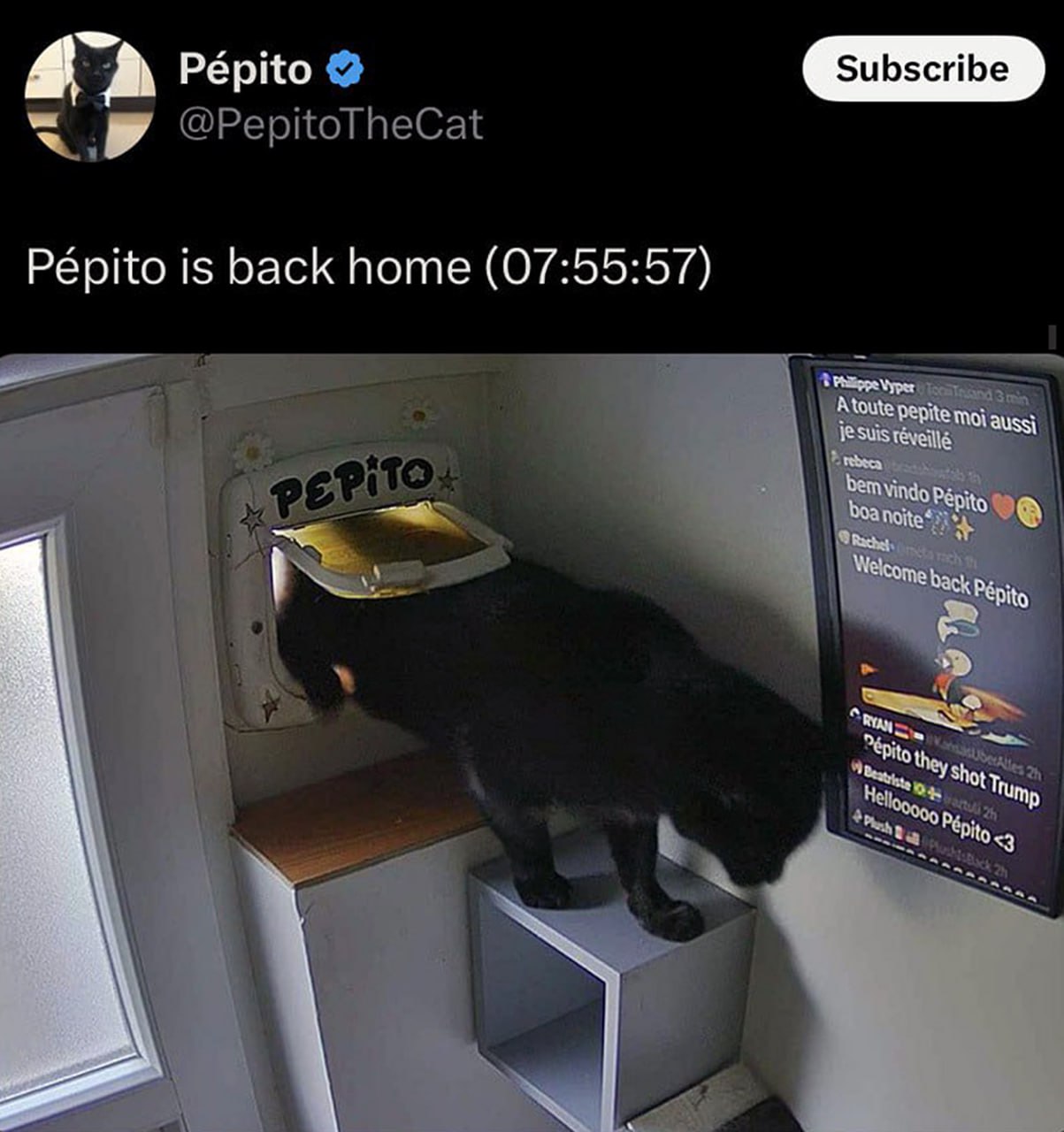 Pépito is back home Черный кот Пепито возвращается домой через дверцу для животных под наблюдением зрителей онлайн-трансляции.
