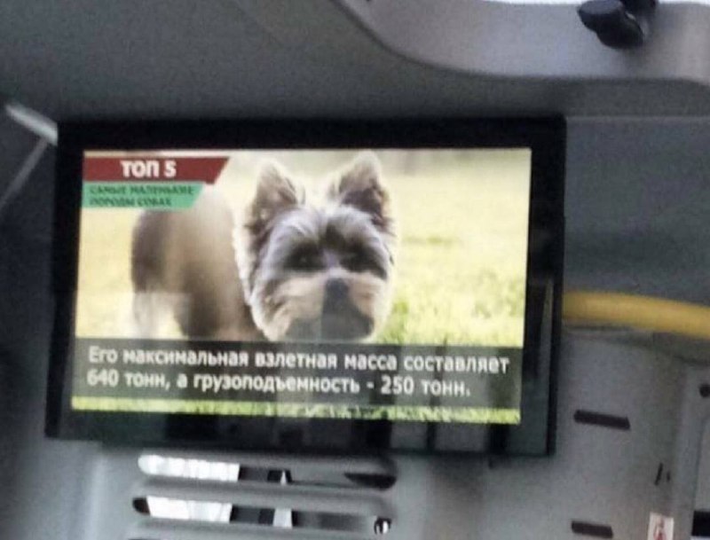 Маленькая собака на экране телевизора с подписью про максимальную взлетную массу и грузоподъемность.