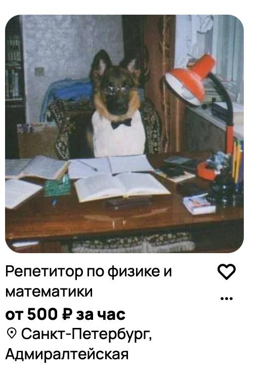 Репетитор по физике и математике от 500 ₽ за час Мем с собакой-репетитором по физике и математике в очках и бабочке, сидящей за столом