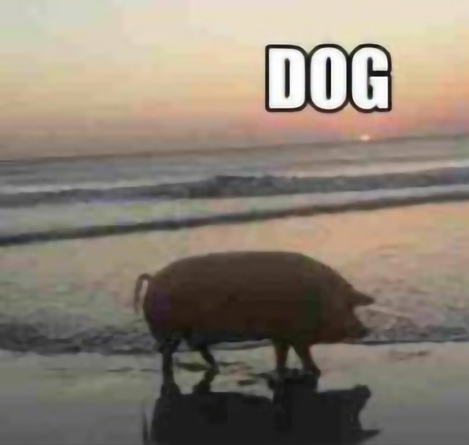 Свинья на пляже dog Свинья на пляже, над которой написано «DOG»