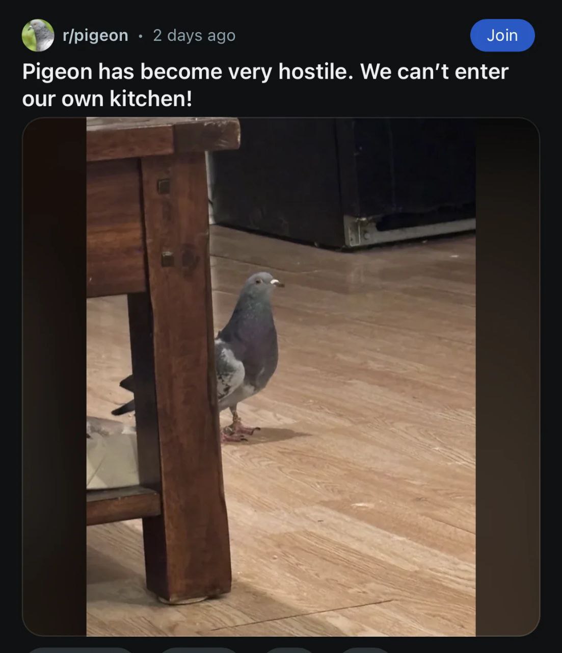 Pigeon has become very hostile Мем про голубя, который стал очень враждебным и не пускает на кухню