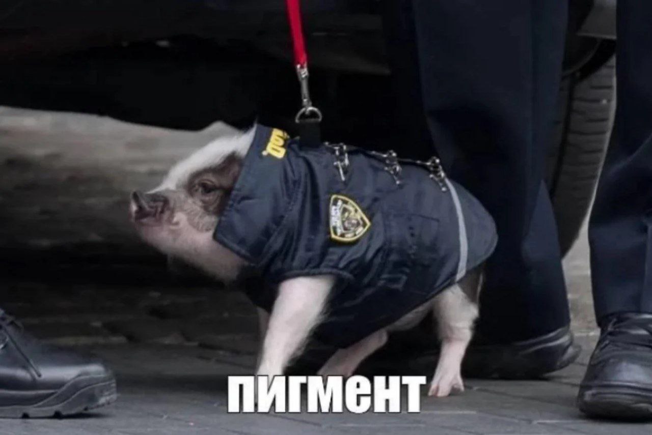 Свинка пигмент в форме Милая свинка в полицейской униформе, идущая на поводке, с текстом «пигмент»