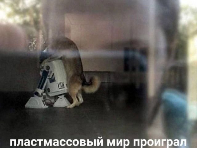 ПЛАСТМАССОВЫЙ МИР ПРОИГРАЛ Мем с собакой, которая "напала" на R2D2 и "пластмассовый мир проиграл".