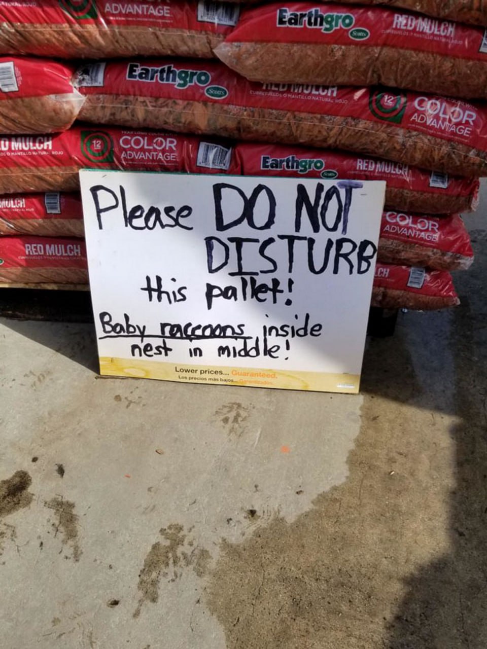 Please DO NOT DISTURB this pallet! Baby raccoons inside nest in middle! Объявление на поддоне с мульчей о детенышах енотов