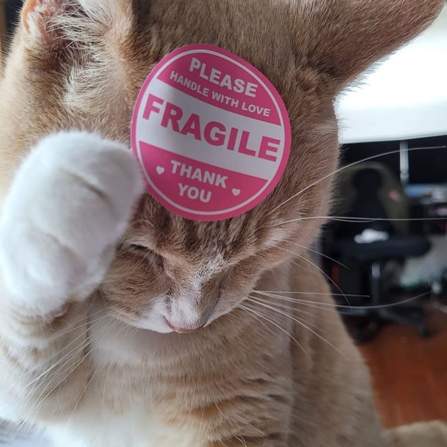 Кот с наклейкой «Please handle with love, fragile» прикрывает глаз лапкой и просит обращаться с ним бережно и с любовью.