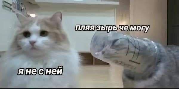 Два кота, один с бутылкой на морде, а второй будто дистанцируется и пишет: «Я не с ней»