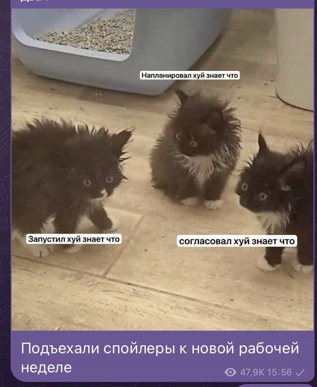 Подъехали спойлеры к новой рабочей неделе Мем с тремя черными котятами и надписями: «Напланировал хуй знает что», «Запустил хуй знает что», «Согласовал хуй знает что».