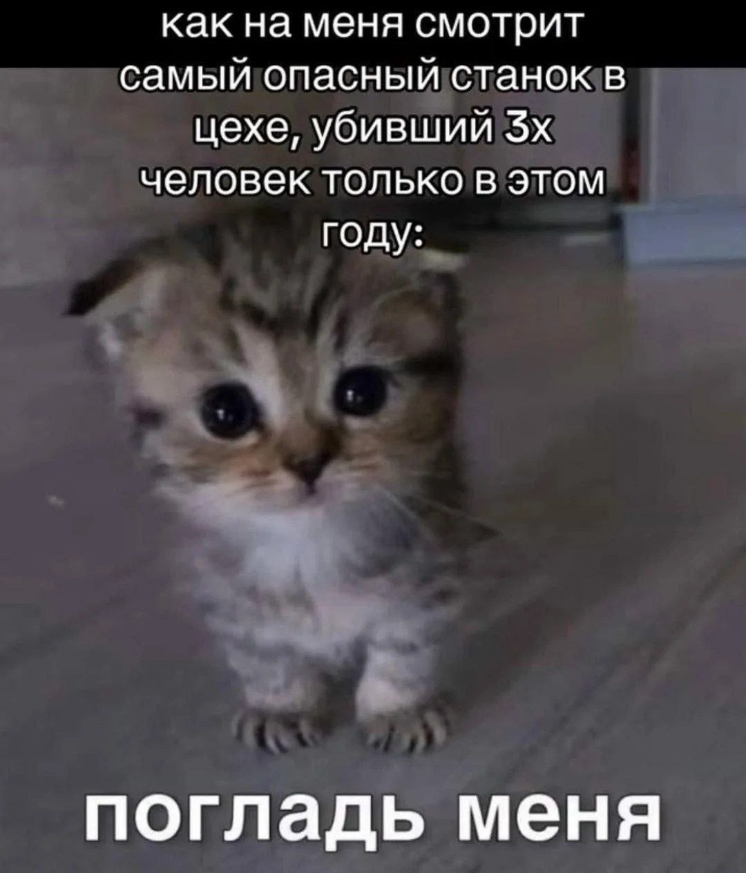 Милый котёнок умоляюще смотрит на самого опасного станка в цехе: «Погладь меня»