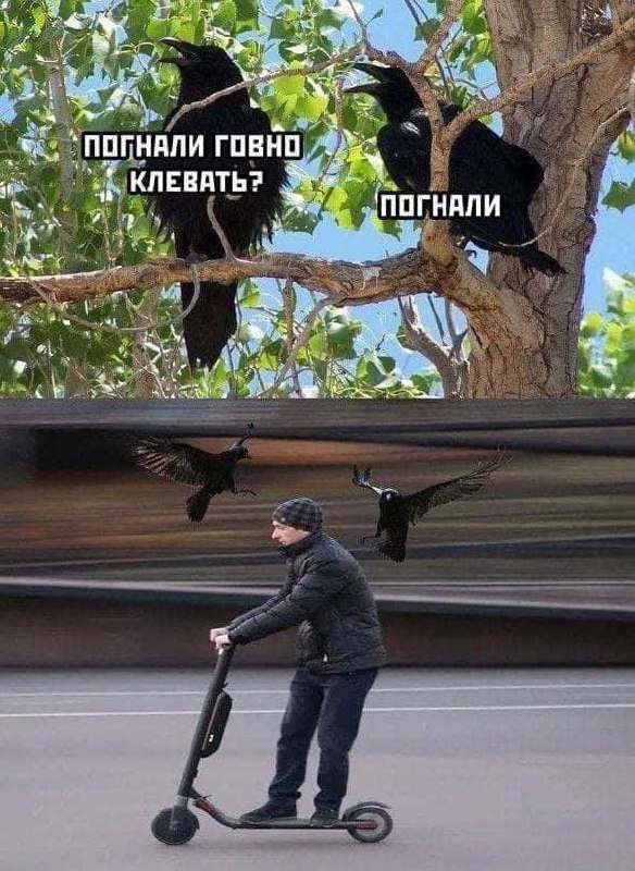 Погнали говно клевать Две вороны сидят на ветке дерева и одна предлагает другой полететь клевать «говнишко», а та соглашается. На нижнем плане мужчина едет на самокате, и две вороны летят за ним.