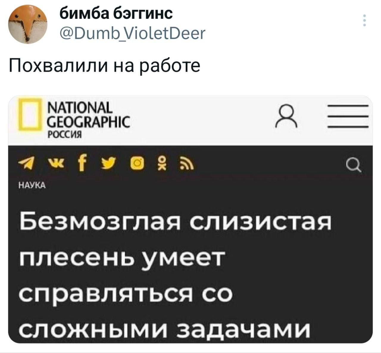 Похвалили на работе Скриншот твита: «Похвалили на работе», под статьей National Geographic о плесени, которая справляется со сложными задачами