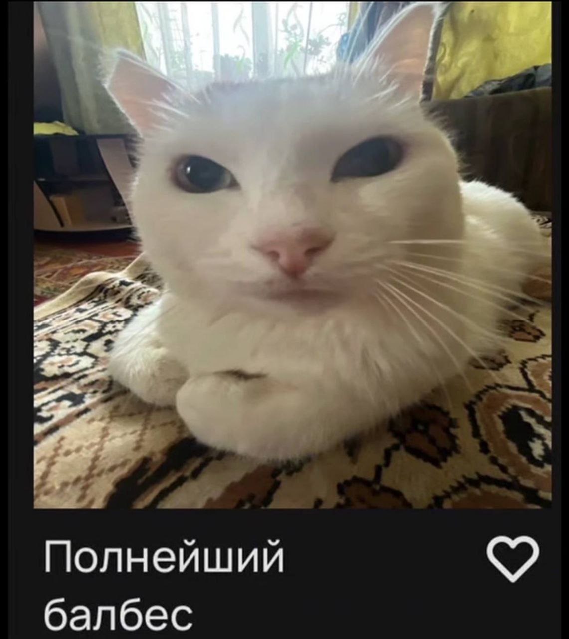 Полнейший балбес Мем с котом, на котором написано «Полнейший балбес»