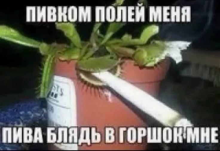 Пивком полей меня Венерина мухоловка с сигаретой и надписью «Пивком полей меня»
