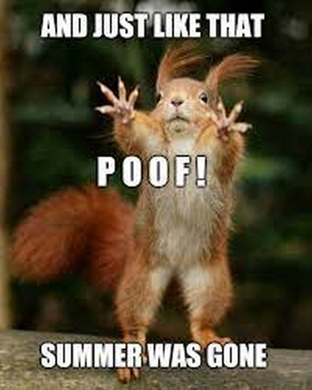 And just like that, poof! Summer was gone Мем с белкой, показывающей, как быстро уходит лето, с надписью «And just like that, poof! Summer was gone»