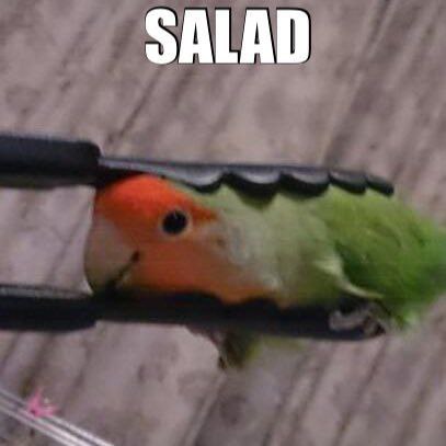 Попугай в щипцах SALAD Мем с попугаем в кулинарных щипцах и надписью «SALAD»