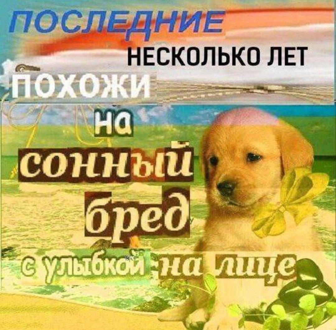 Последние несколько лет похожи на сонный бред с улыбкой на лице Меланхоличный щенок на фоне надписи «Последние несколько лет похожи на сонный бред с улыбкой на лице»