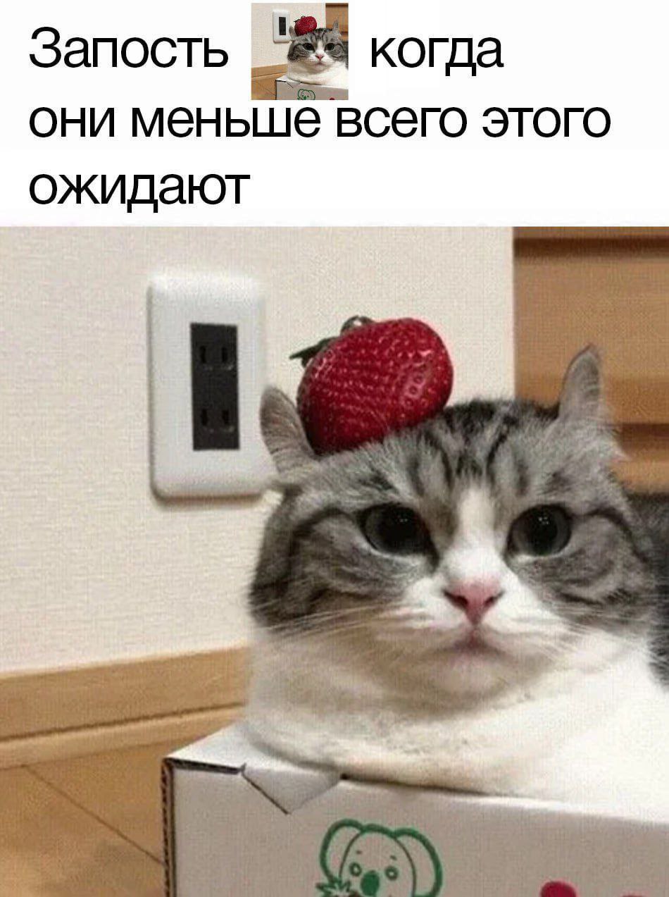Запость когда они меньше всего этого ожидают Мем с котом в коробке и клубникой на голове