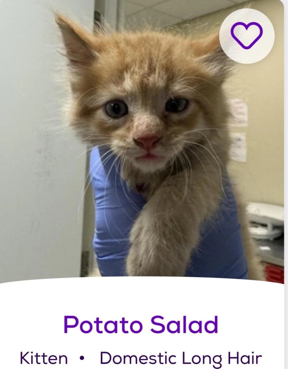 Potato Salad котенок Котенок по имени Potato Salad