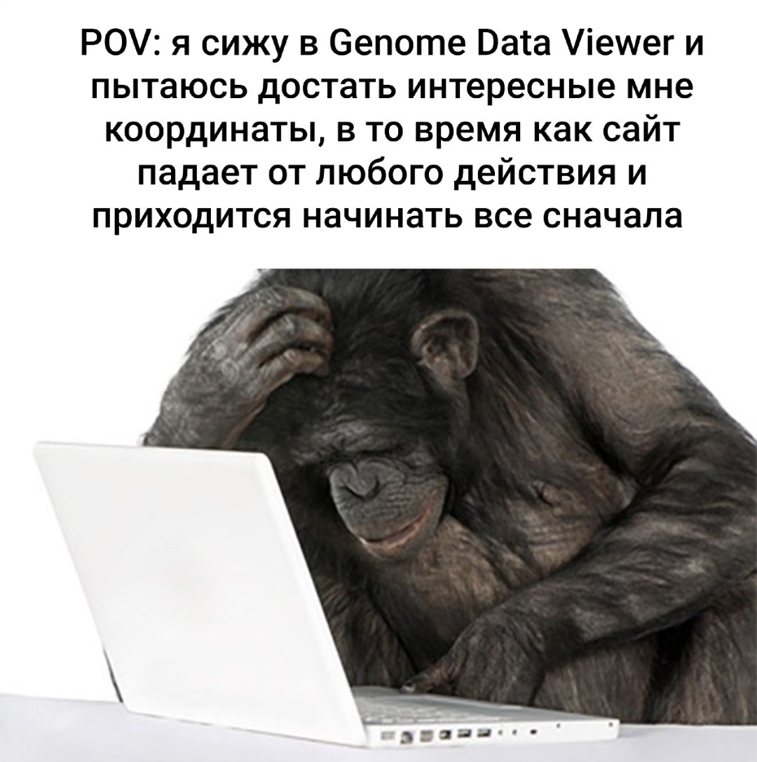 Шимпанзе за ноутбуком пытается получить координаты в Genome Data Viewer, но сайт постоянно падает, и приходится начинать всё сначала.