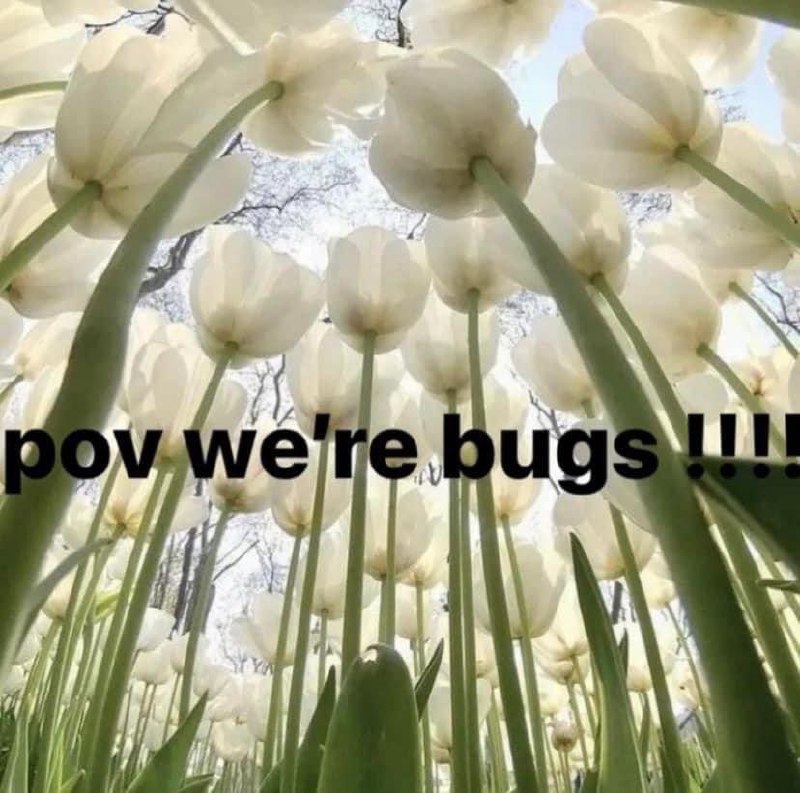 POV we’re bugs Мем с изображением белых тюльпанов и подписью: POV we’re bugs