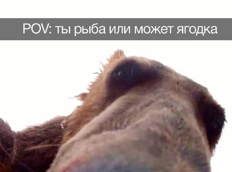 Любопытная обезьяна заглядывает прямо в камеру с подписью «POV: ты рыба или может ягодка».