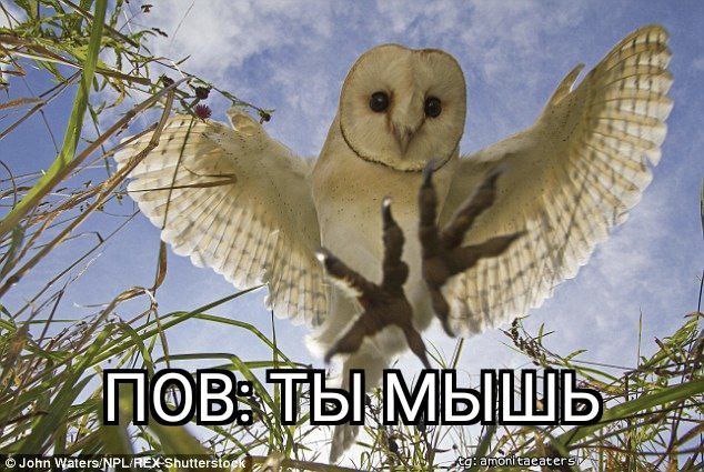 ПОВ: Ты мышь Мем с совой сипухой, которая пикирует на мышь, а текст на нем гласит: «ПОВ: Ты мышь»