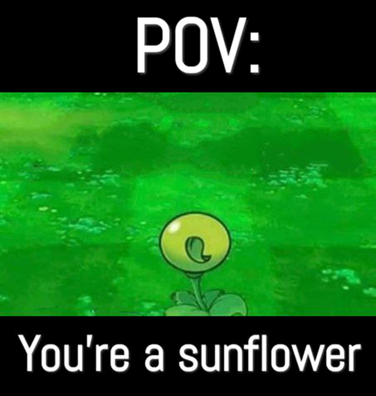POV You’re a sunflower Мем, где вы подсолнух в игре Plants vs Zombies и видите горохострела