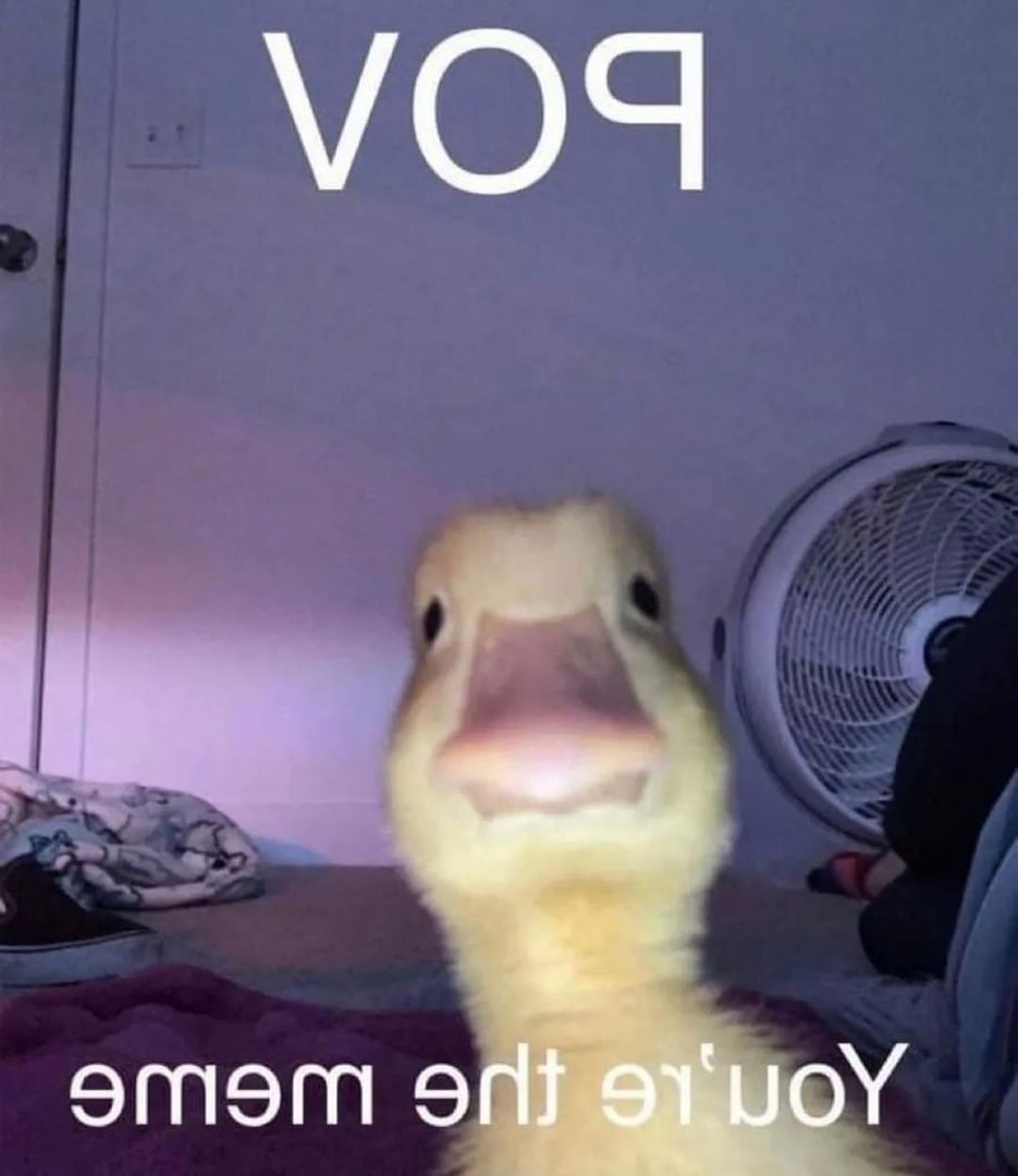 POV ты мем и тебе улыбается утенок POV ты мем и тебе улыбается утенок, смотрящий прямо в камеру на фоне комнаты. На изображении перевернутый текст «POV» и «You're the meme»