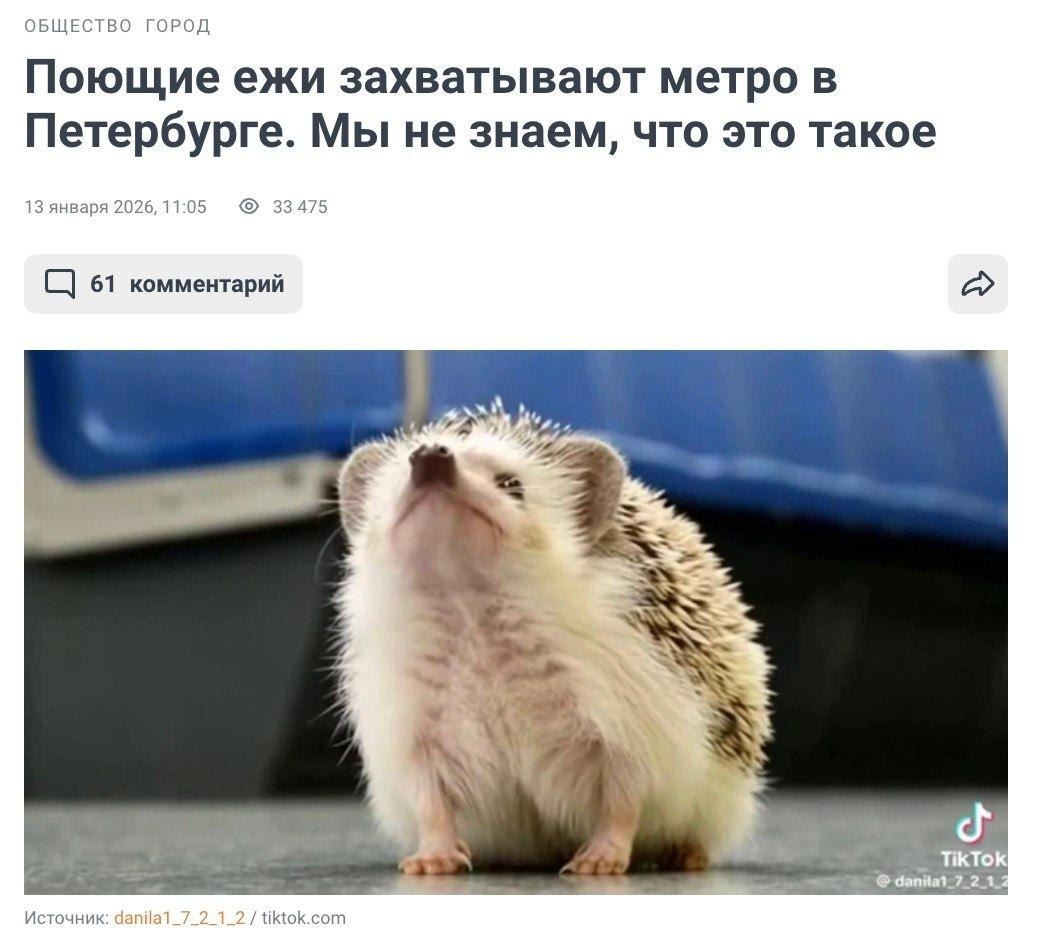 Новость о том, что поющие ежи захватывают метро в Петербурге, с фото ежа в вагоне метро.