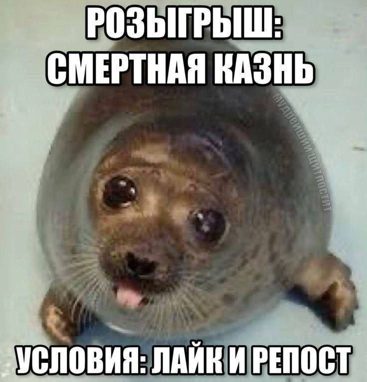 Грустный мокрый зверёк и абсурдный розыгрыш со смертной казнью за лайк и репост