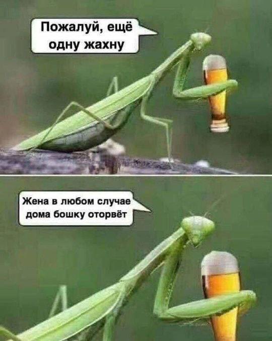 Богомол пьет пиво Богомол держит стакан пива и говорит: "Пожалуйста, ещё одну жахну. Жена в любом случае дома бошку оторвёт".